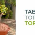 TABLE TOP TOPIARY