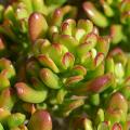 Jade Plant - Overview