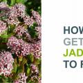 How to get a Jade Plant to Flower