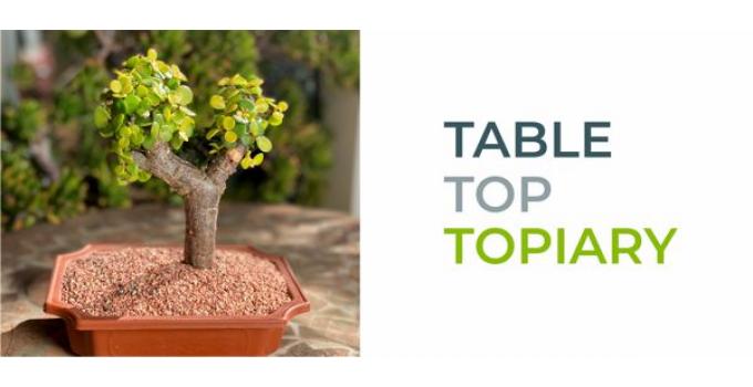 TABLE TOP TOPIARY