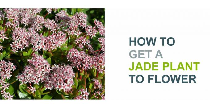 How to get a Jade Plant to Flower